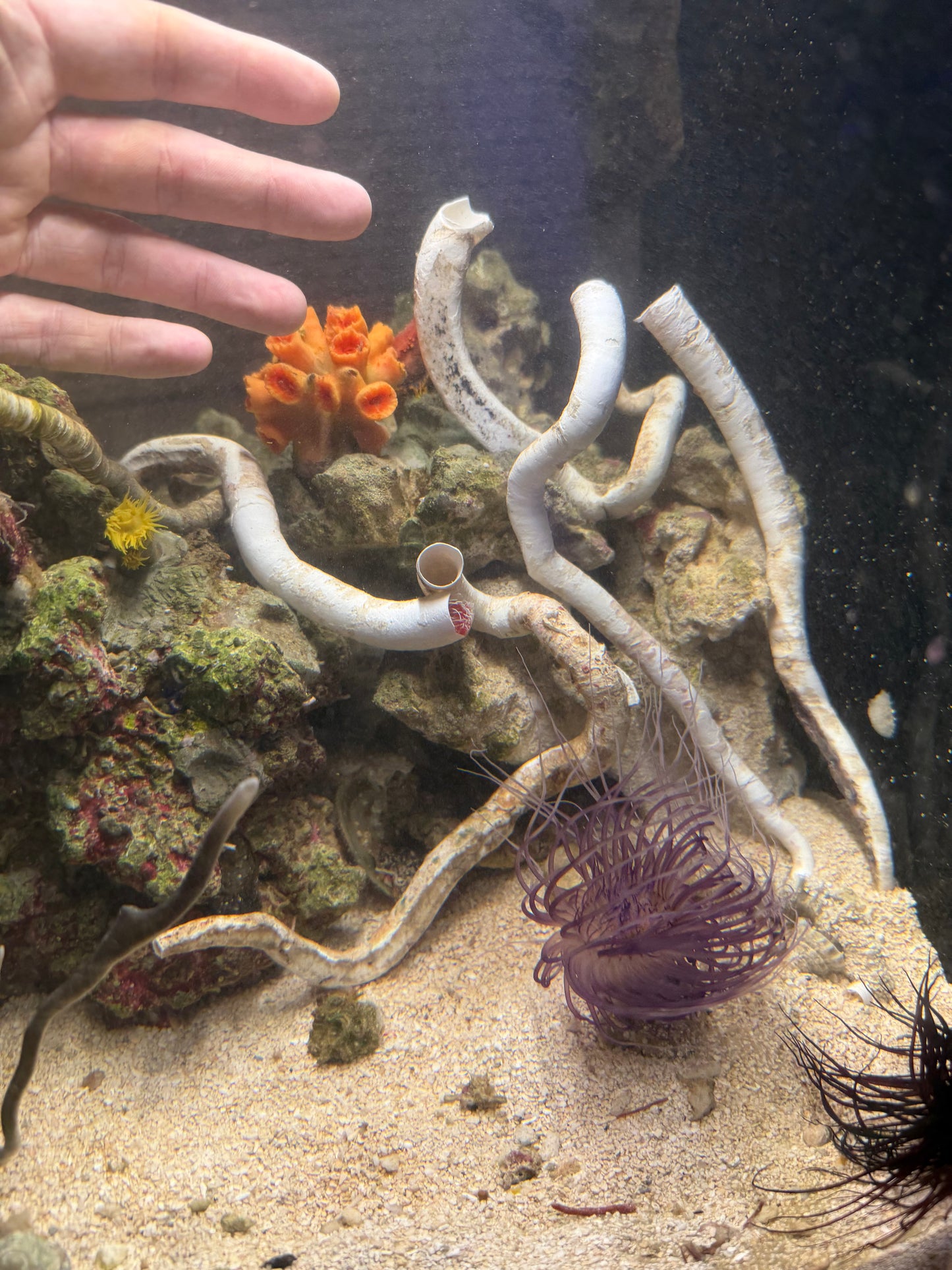 Red & White Coco Worm - Large