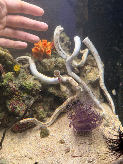 Red & White Coco Worm - Large