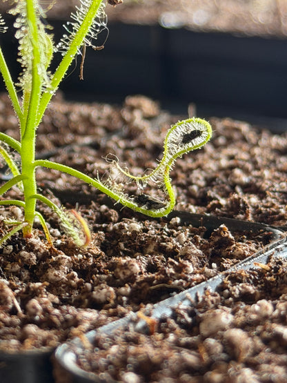 Drosera serpens