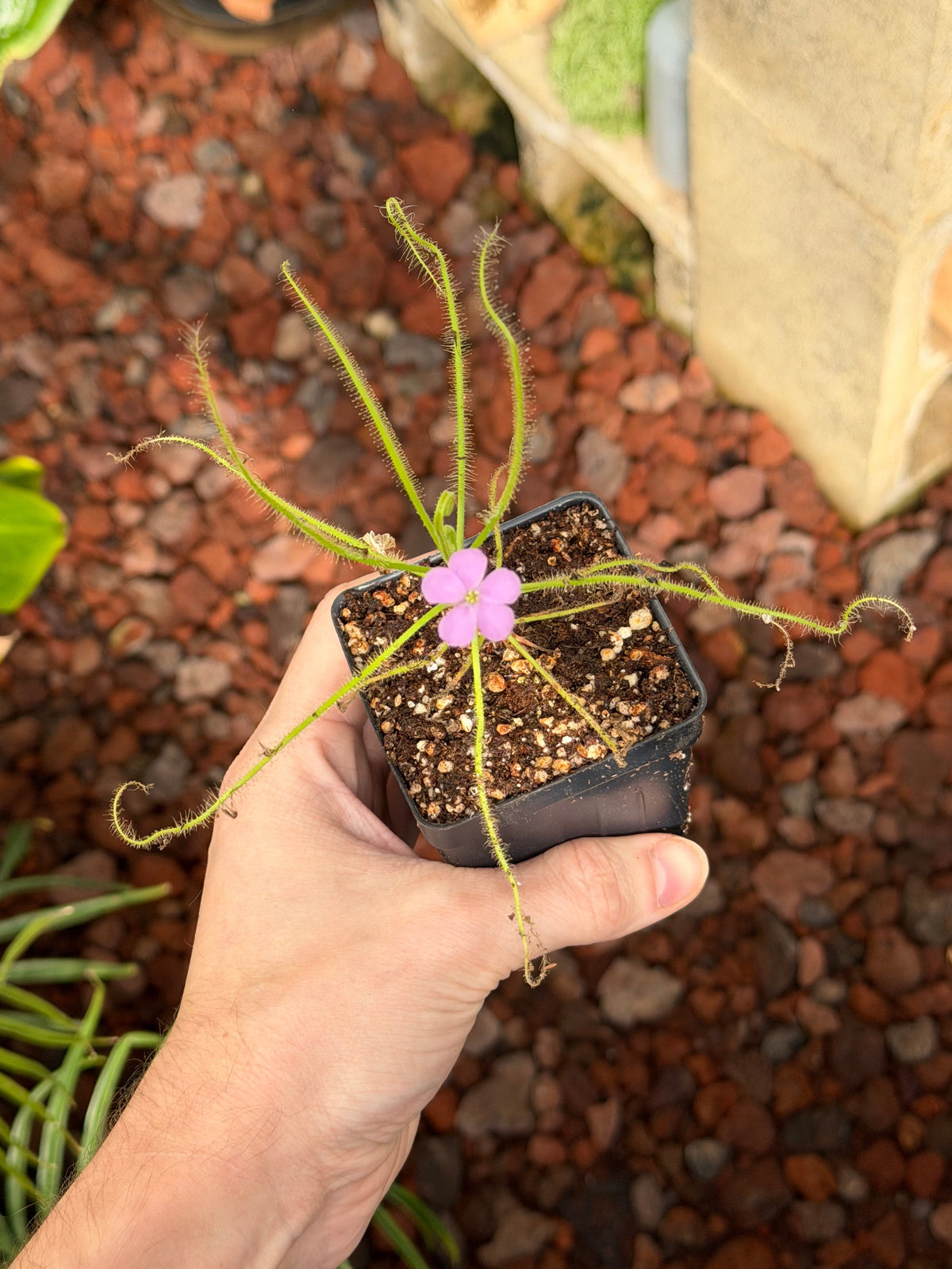Drosera serpens spider-leaved sundew - live carnivorous plant