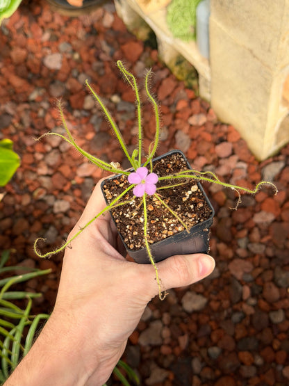 Drosera serpens spider-leaved sundew - live carnivorous plant