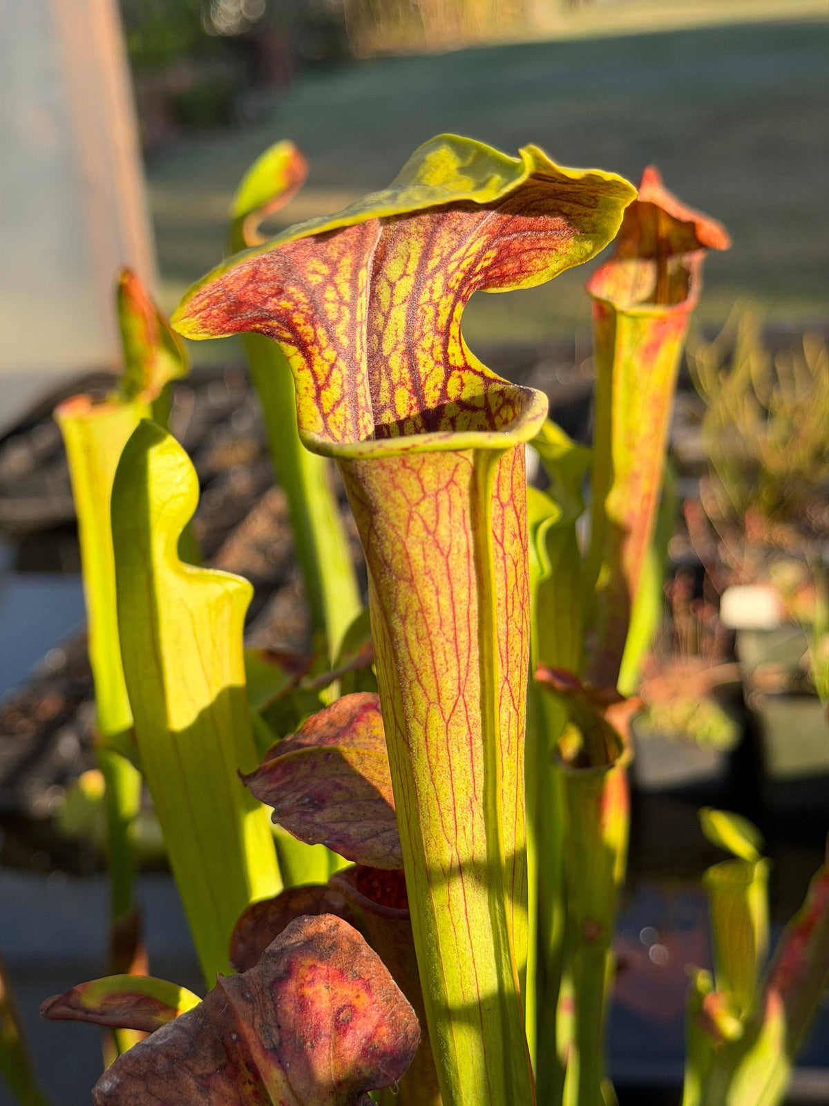 Sarracenia oreophila x alata 'Black Throat' - live pitcher plant