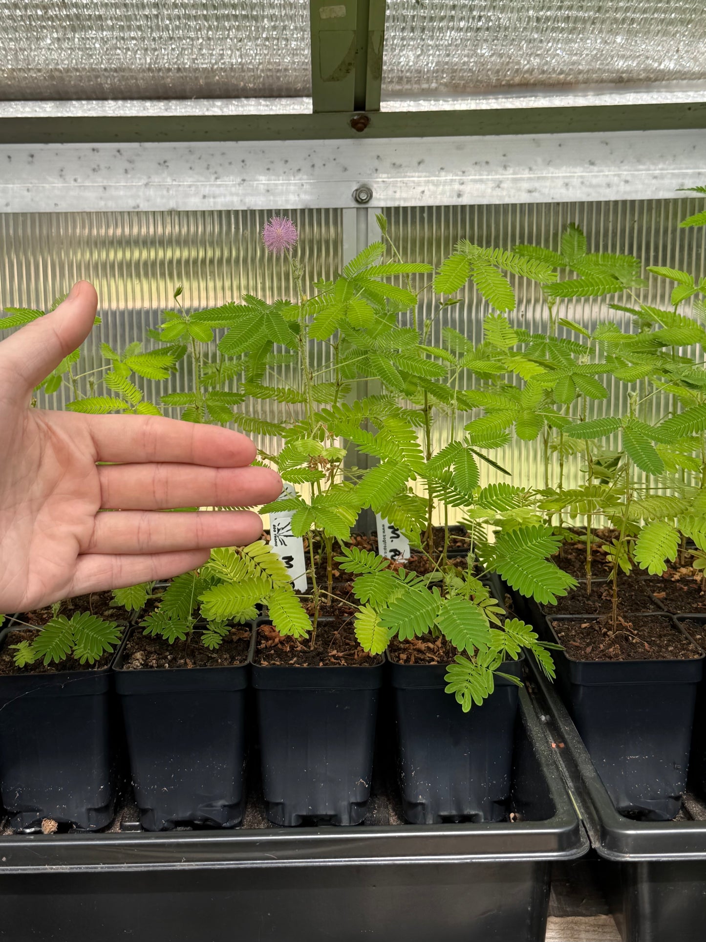 Mimosa pudica “Sensitive Plant”