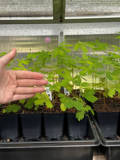 Mimosa pudica “Sensitive Plant”