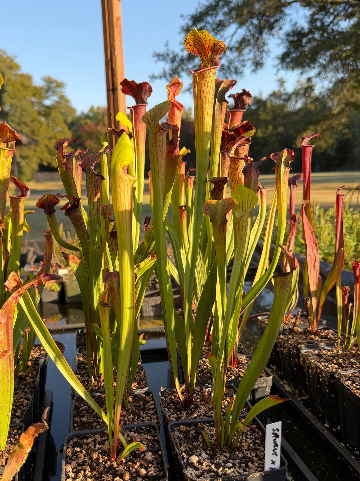 Sarracenia 'Saurus' x alata 'Black Throat' - live pitcher plant