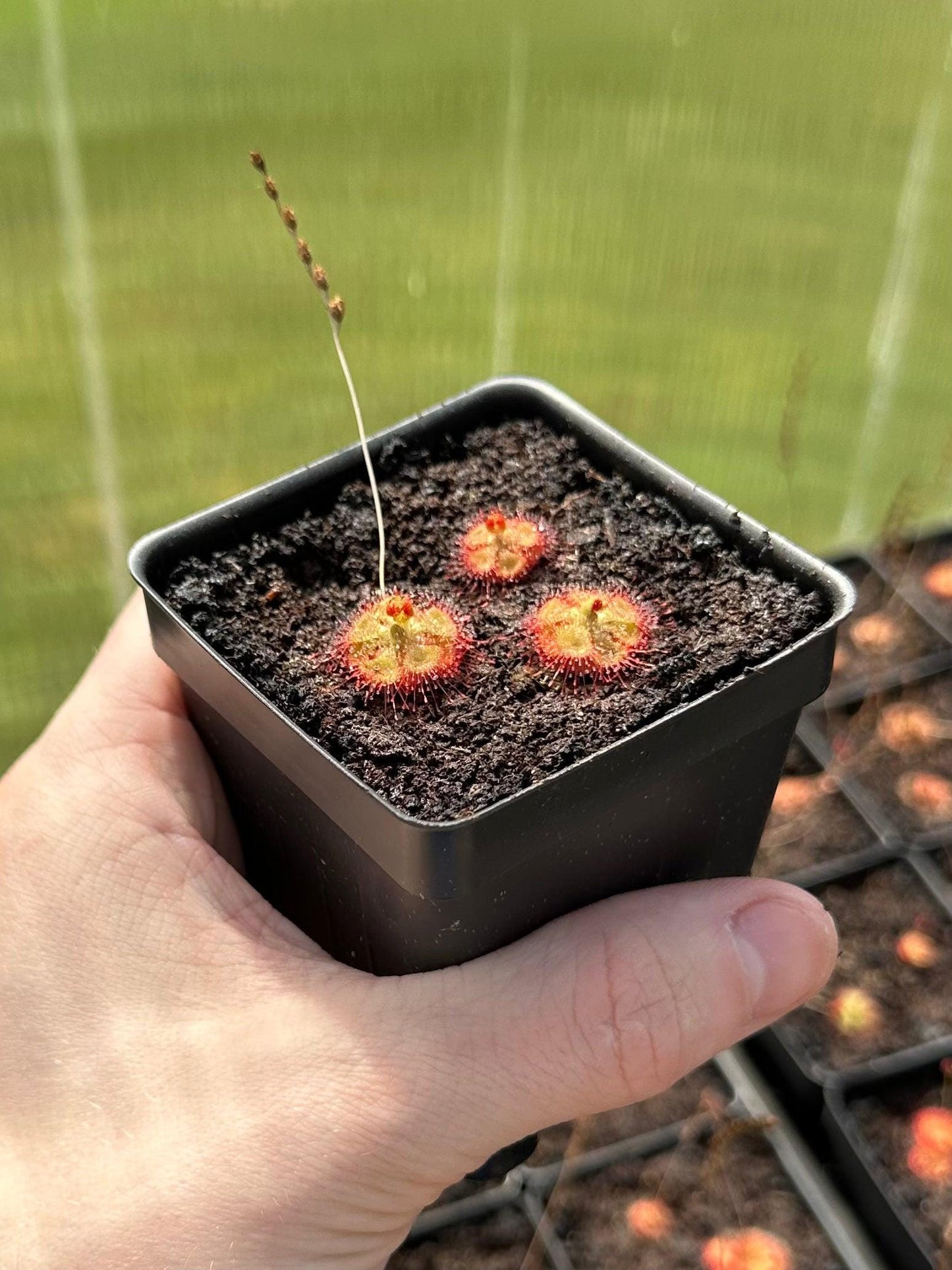 Drosera burmannii (3+ plants per pot) - Live Sundew Potted Carnivorous Plant