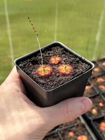 Drosera burmannii (3+ plants per pot) - Live Sundew Potted Carnivorous Plant