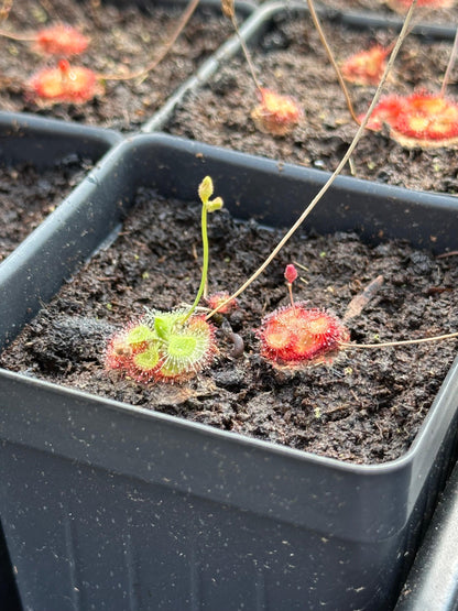 Drosera burmannii (3+ plants per pot) - Live Sundew Potted Carnivorous Plant