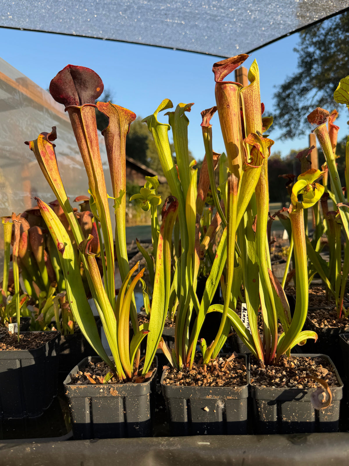 Sarracenia oreophila x alata 'Black Throat' - live pitcher plant