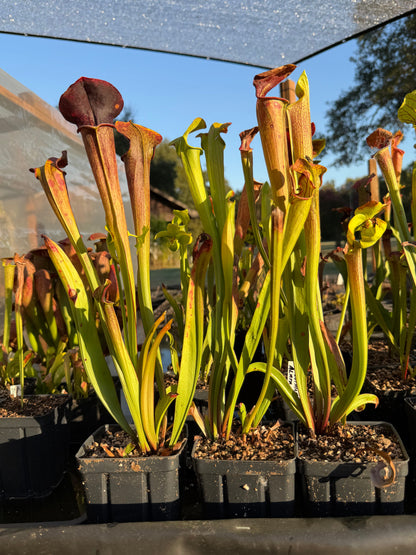 Sarracenia oreophila x alata 'Black Throat' - live pitcher plant