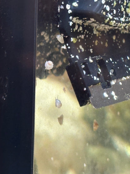 Collonista Snail - Cleanup Crew Pack of 10