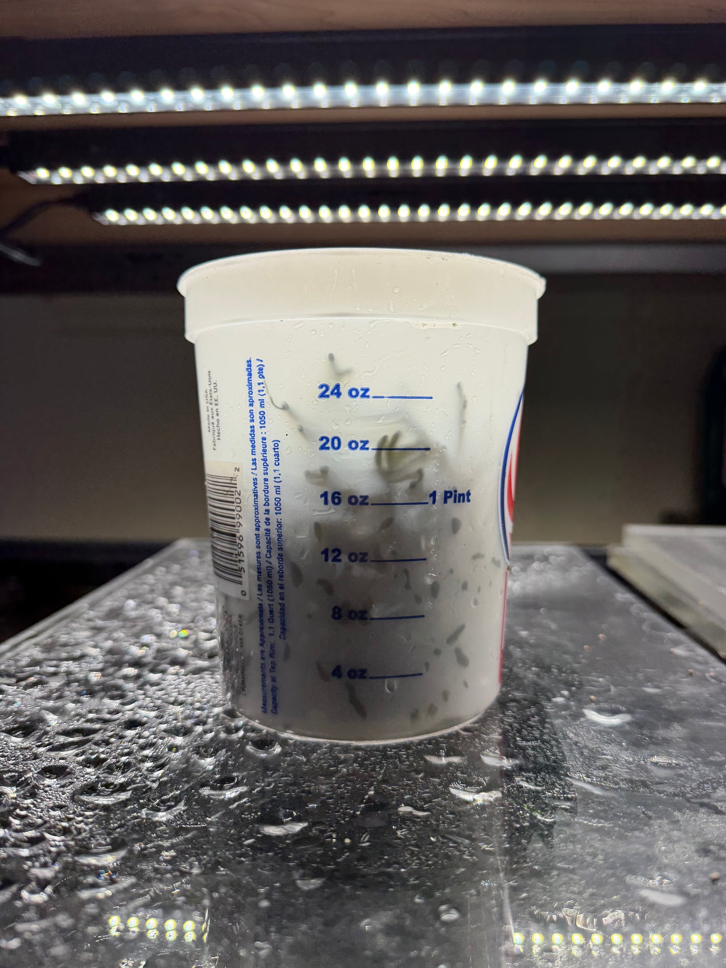 Codium "Dead Man's Fingers" Bulk