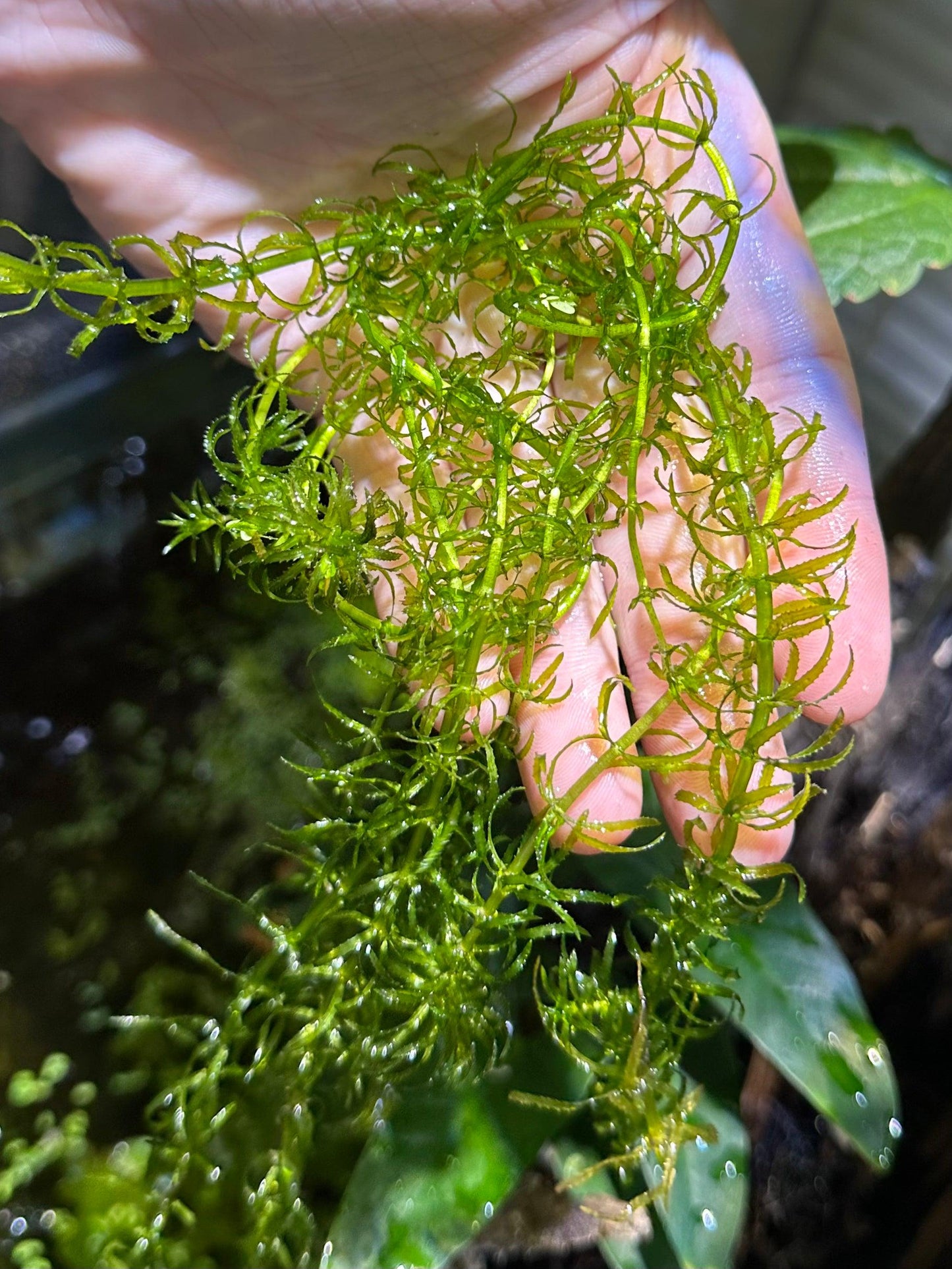 Guppy Grass - Live Fast-Growing Aquatic Plant For Aquariums Ponds Etc