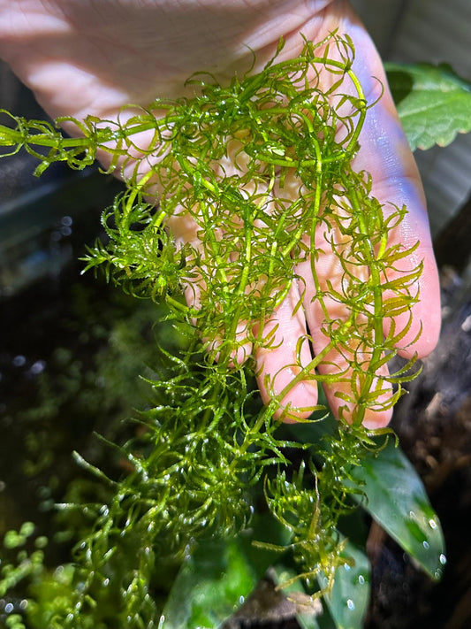 Guppy Grass - Live Fast-Growing Aquatic Plant For Aquariums Ponds Etc