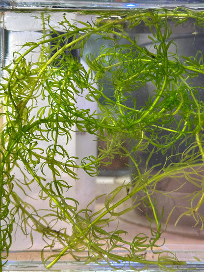 Guppy Grass - Live Fast-Growing Aquatic Plant For Aquariums Ponds Etc