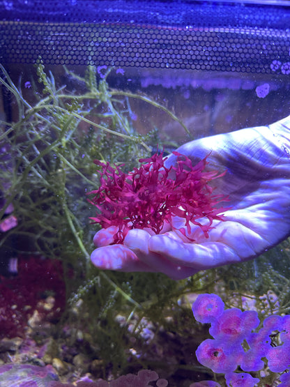 Halymenia durvillei "Dragon's Breath"