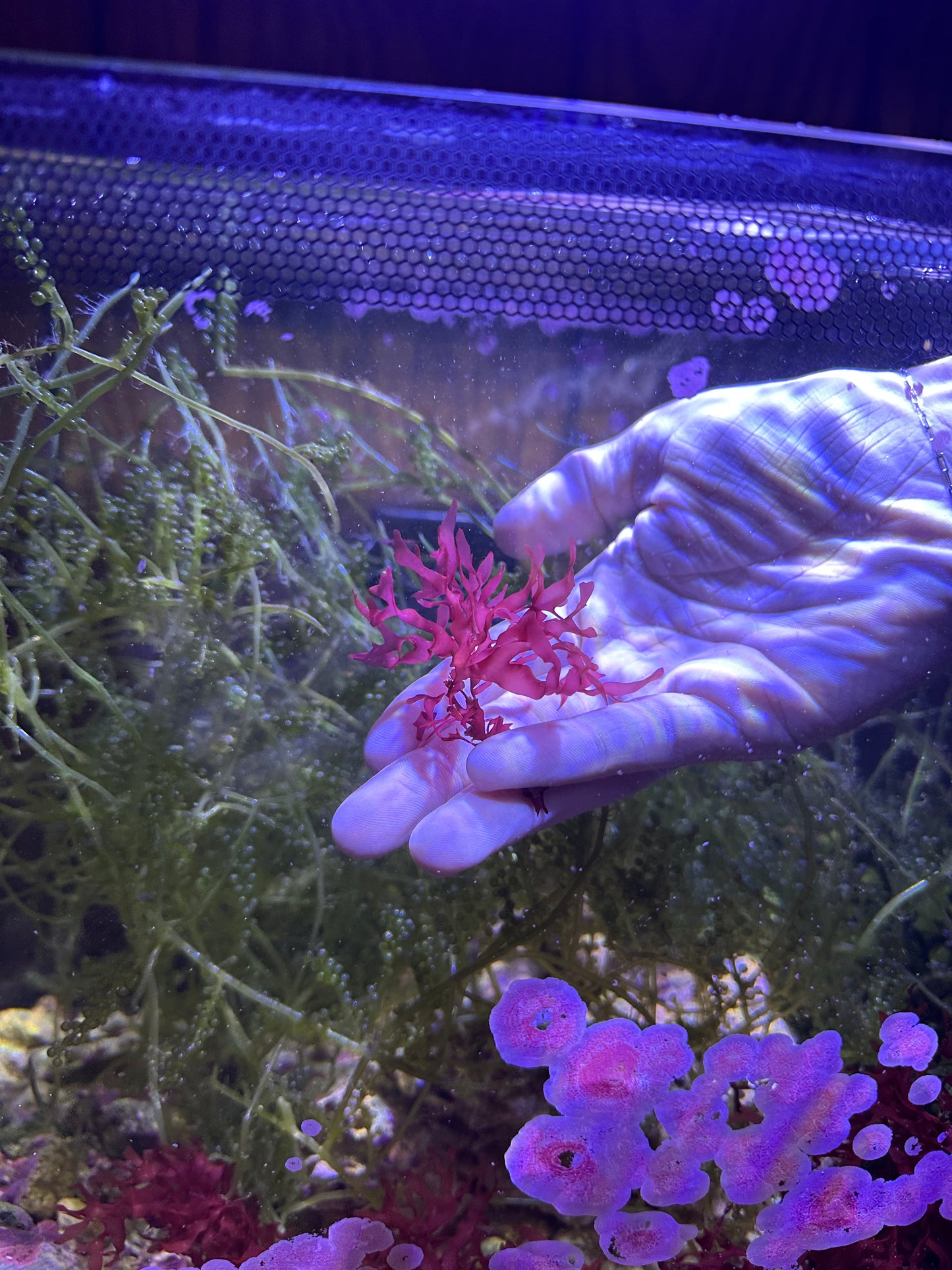 Halymenia durvillei "Dragon's Breath"