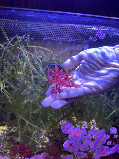 Halymenia durvillei "Dragon's Breath"