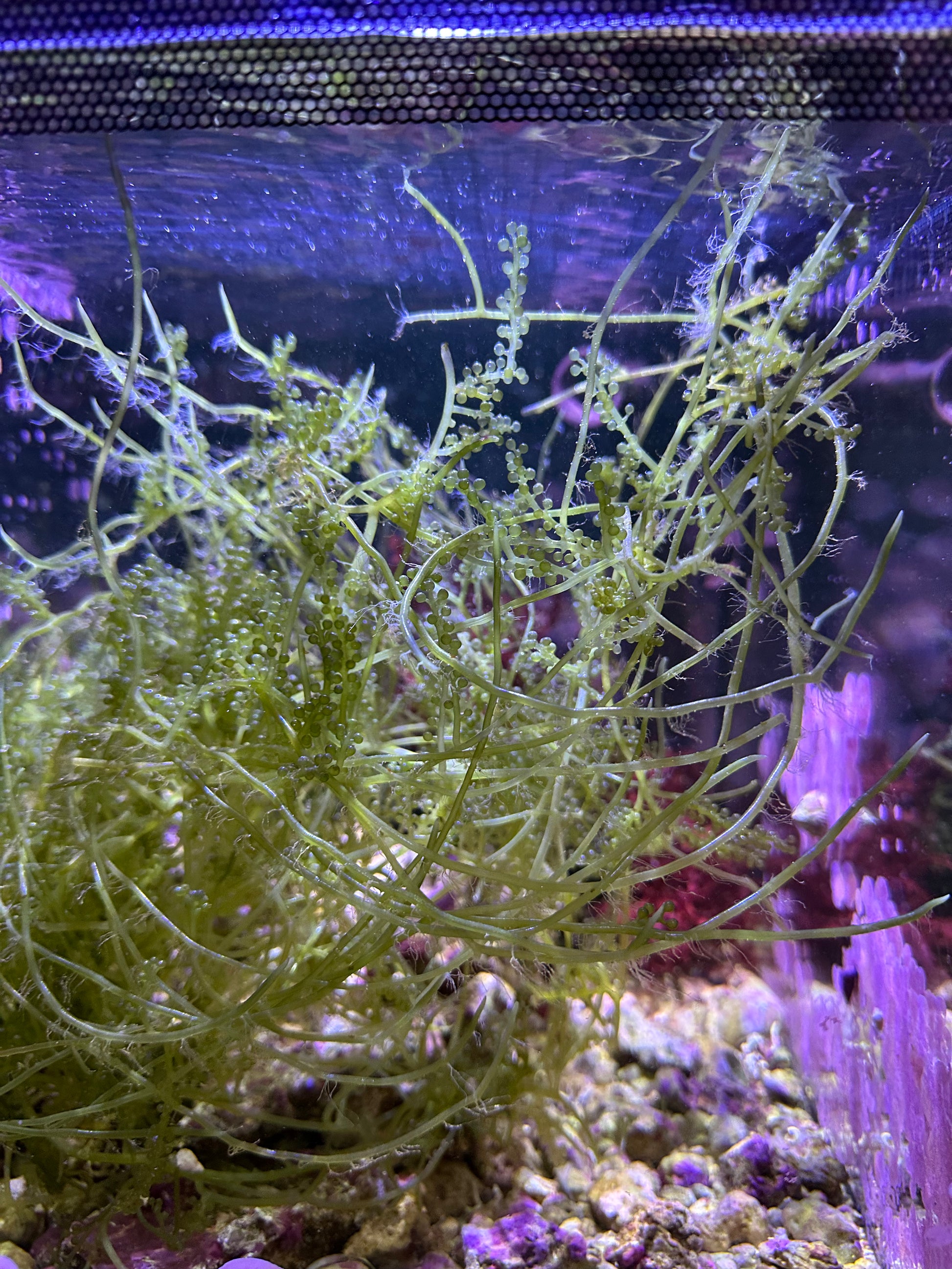 Caulerpa lentillifera "Green Sea Grape" macroalgae