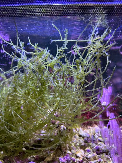 Caulerpa lentillifera "Green Sea Grape" macroalgae