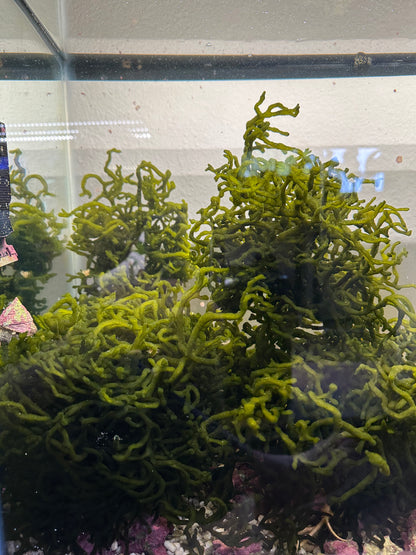 Codium "Dead Man's Fingers" Bulk