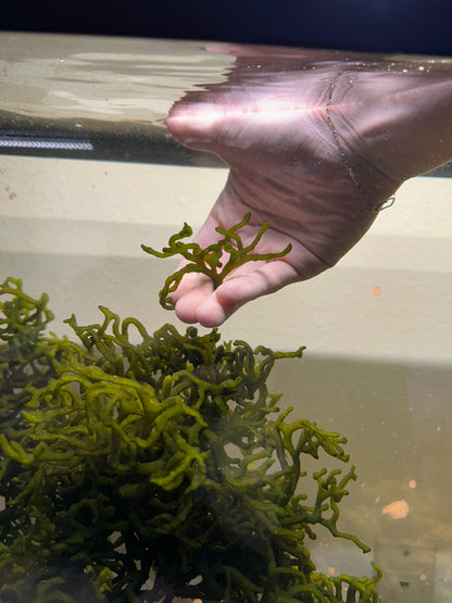Codium "Dead Man's Fingers"