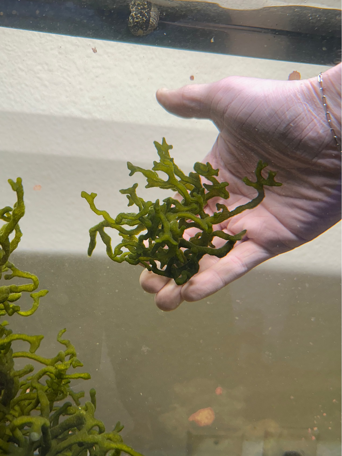 Codium "Dead Man's Fingers"
