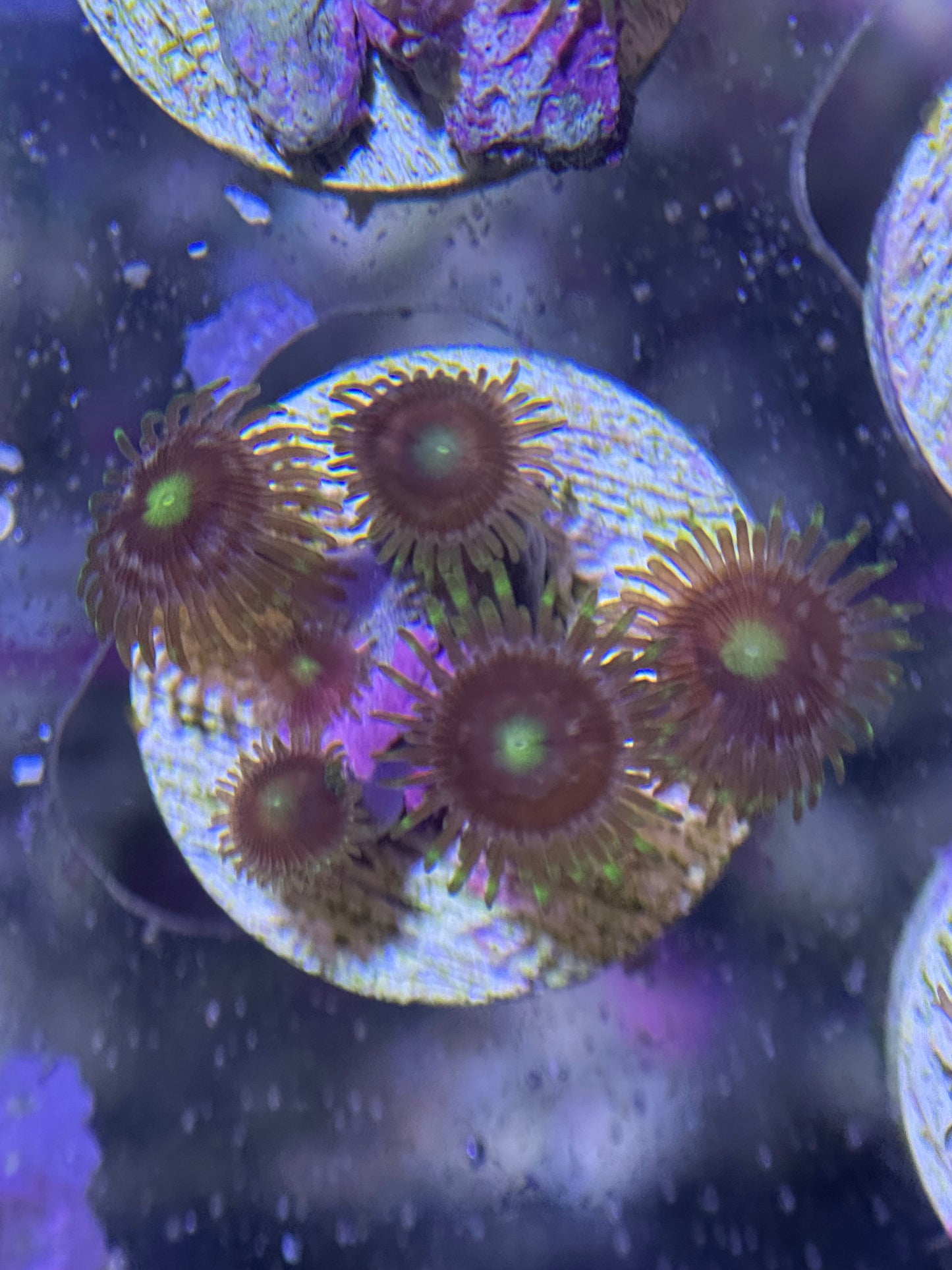 Pink Minefield Zoanthids