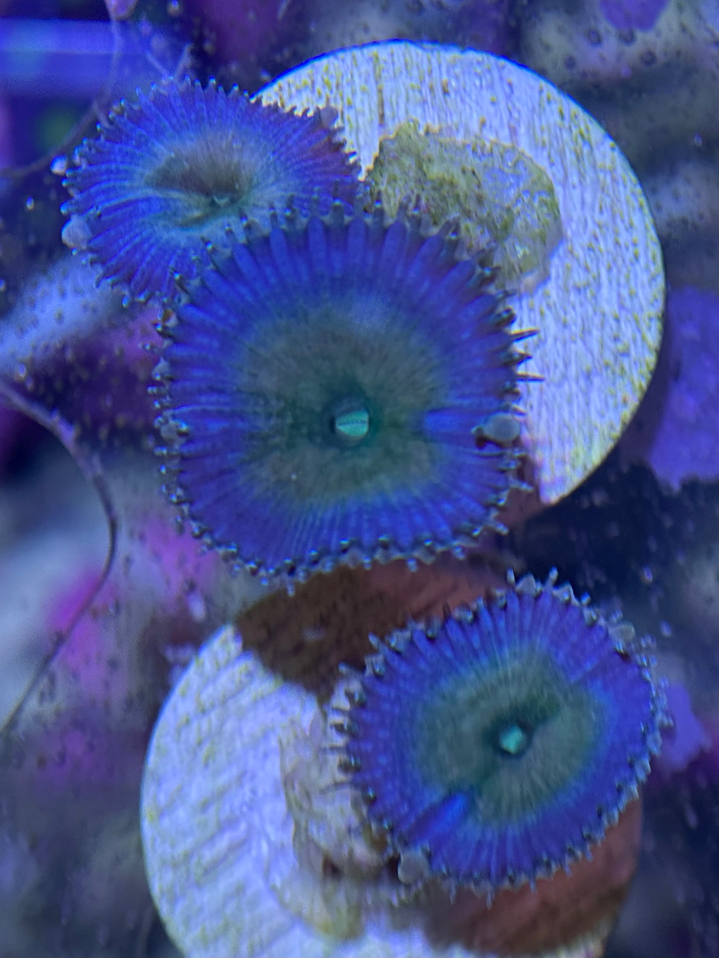 Beauty and the Beast Palythoas