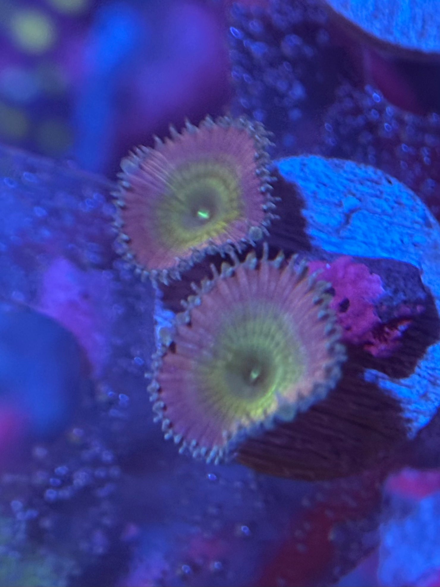 Beauty and the Beast Palythoas