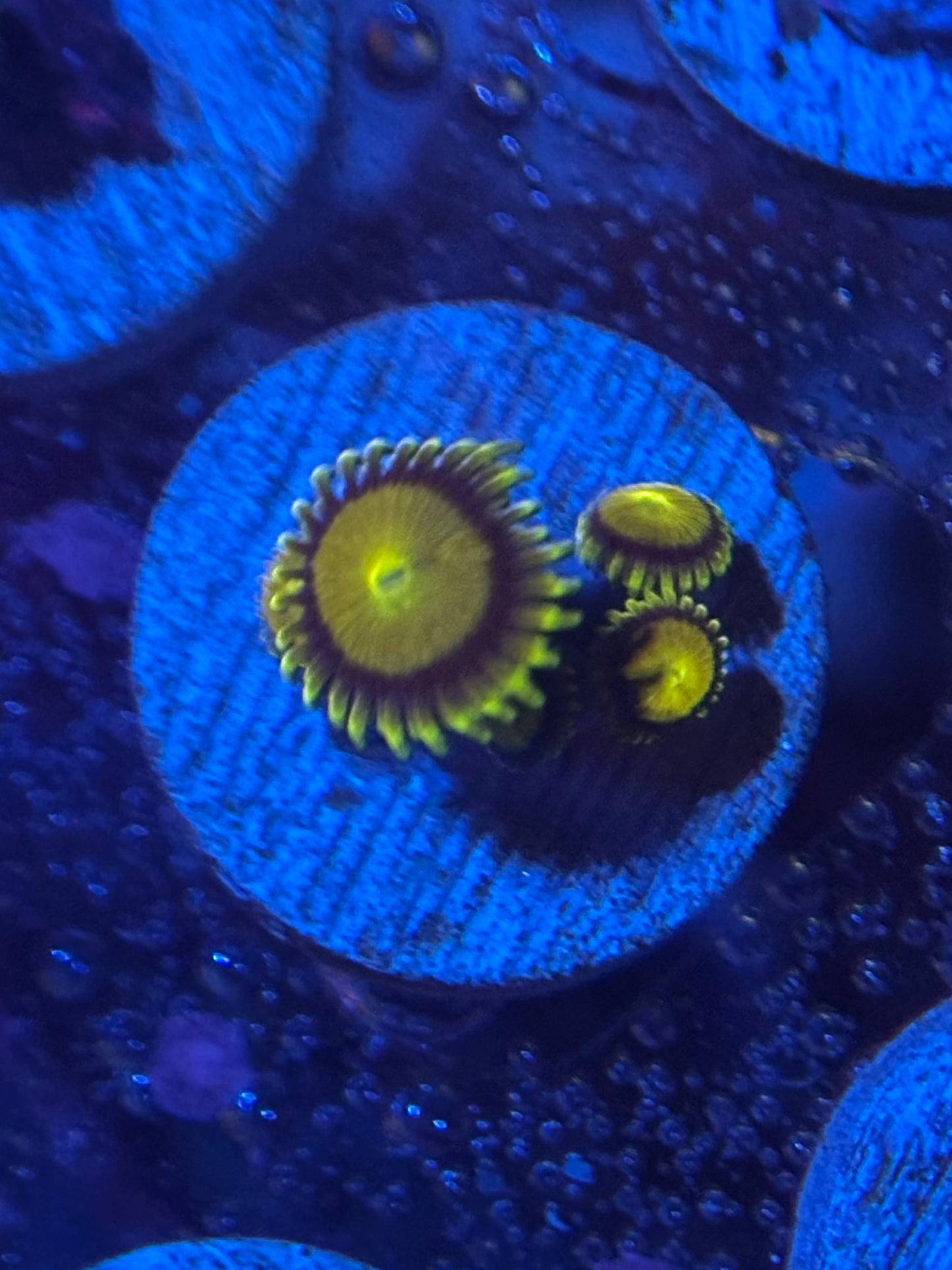 Sponge Bob Zoanthids