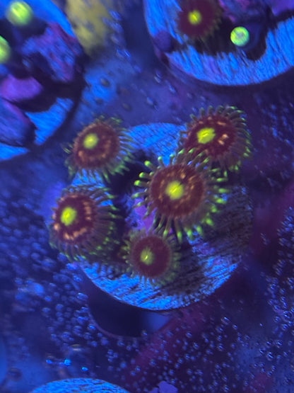 Pink Minefield Zoanthids