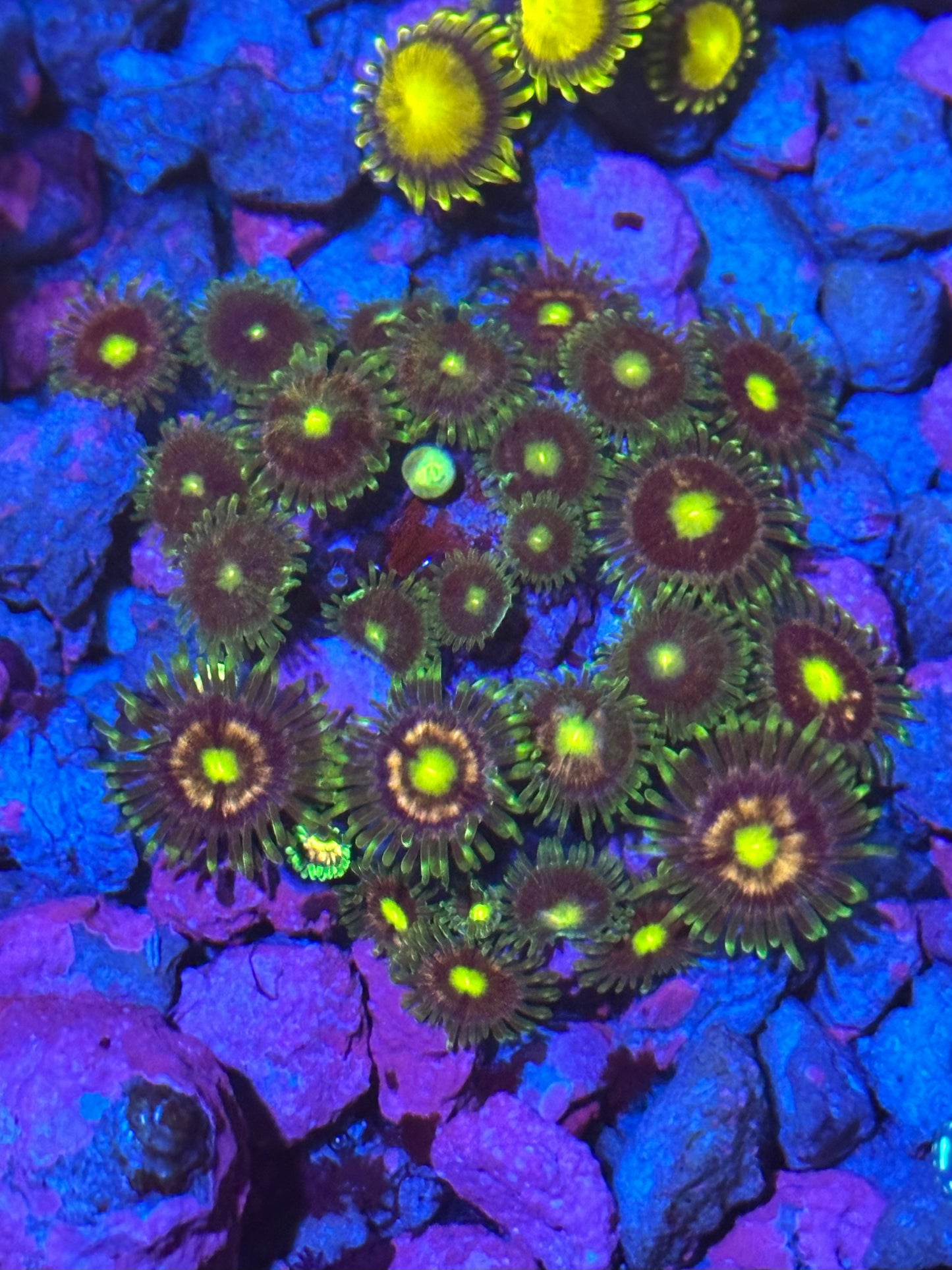 Pink Minefield Zoanthids