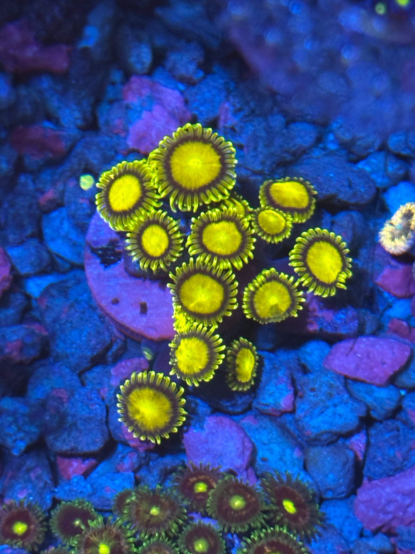 Sponge Bob Zoanthids