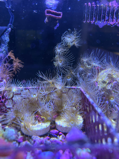 Yellow Parazoanthus Polyps