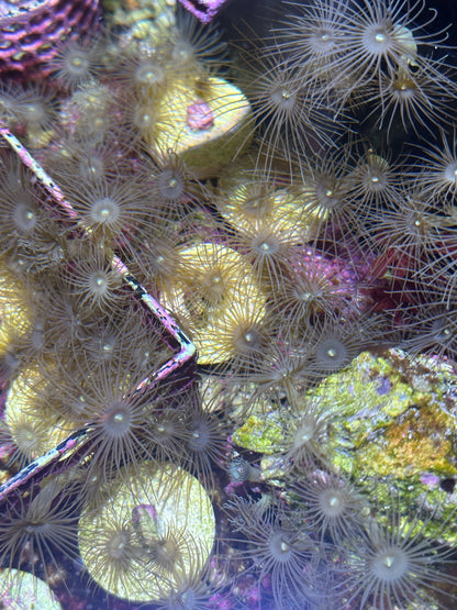 Yellow Parazoanthus Polyps