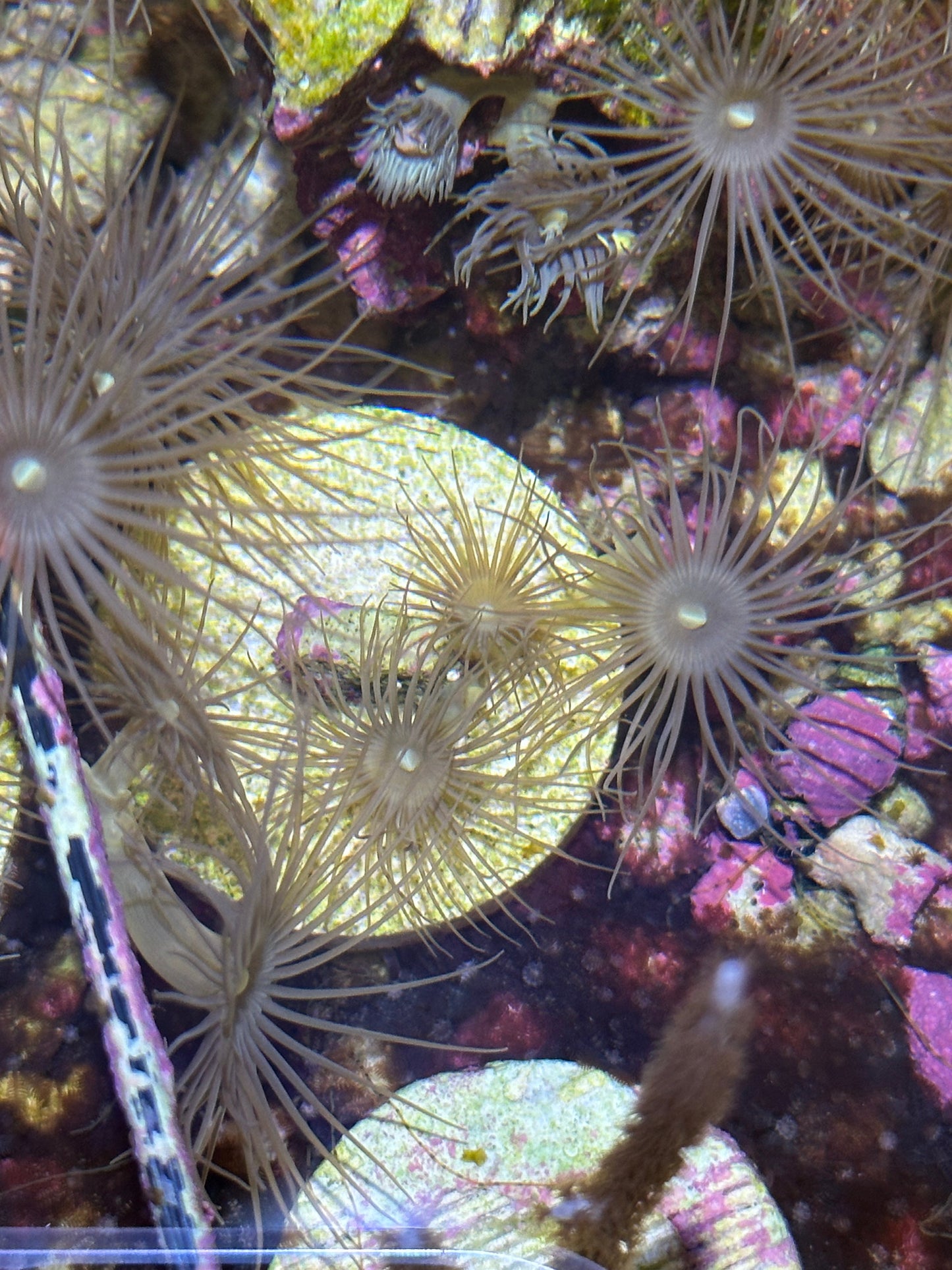 Yellow Parazoanthus Polyps