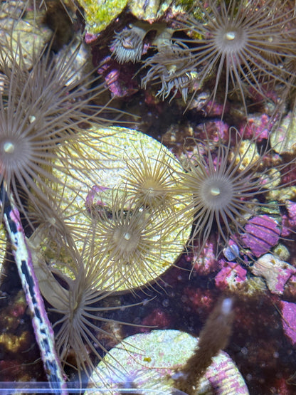 Yellow Parazoanthus Polyps