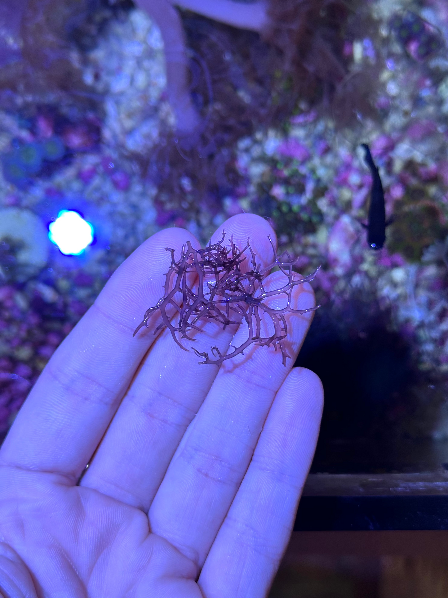 Blue Octhodes