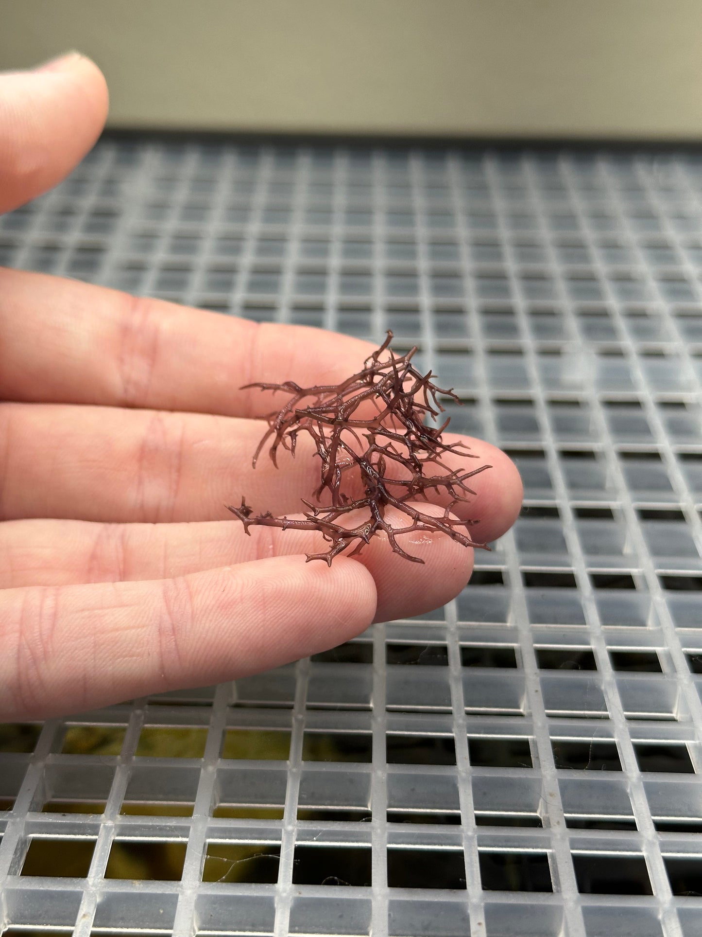 Blue Octhodes