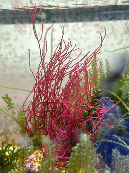 Gracilaria parvispora "Red Ogo"