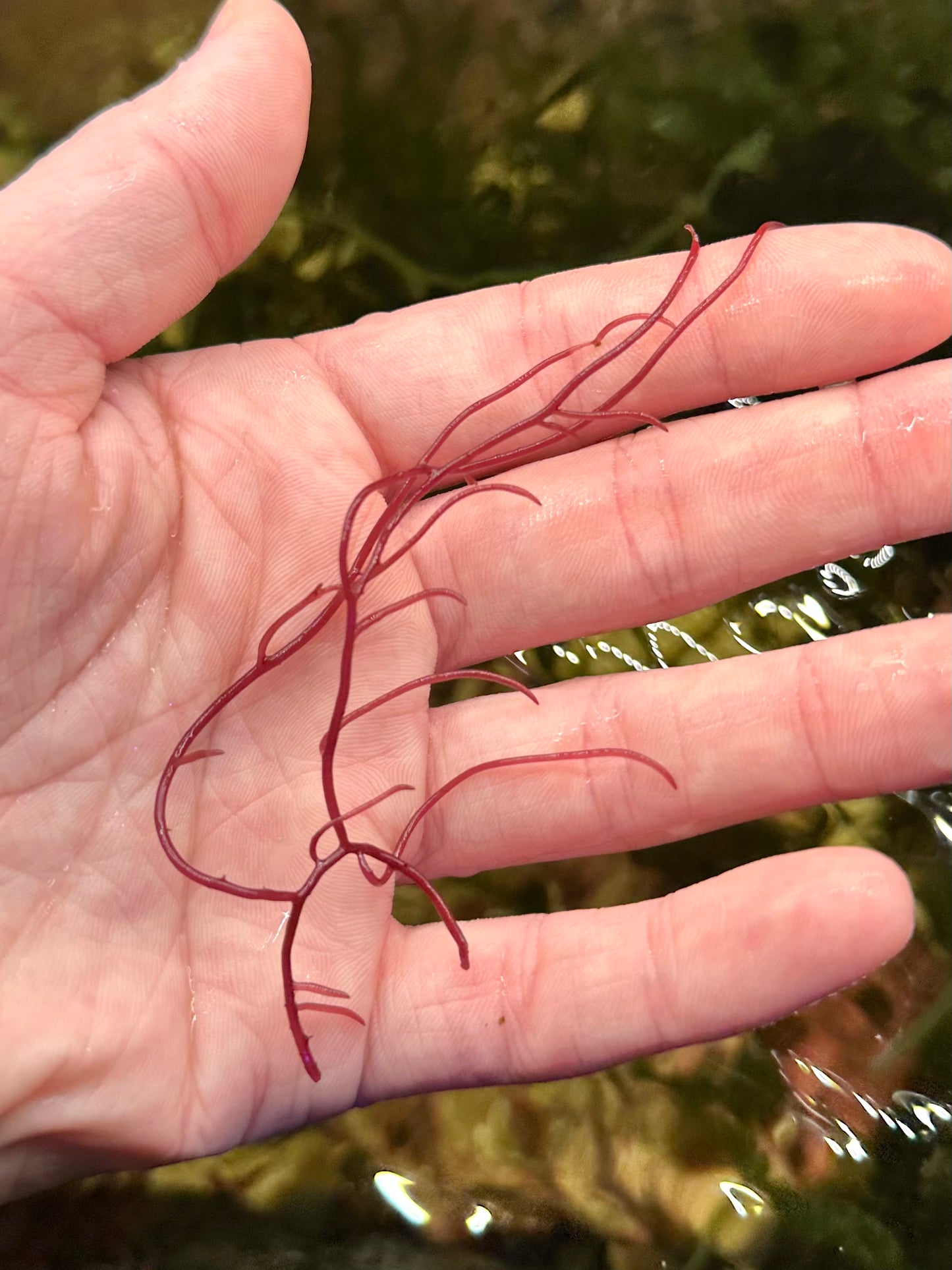 Gracilaria parvispora "Red Ogo"