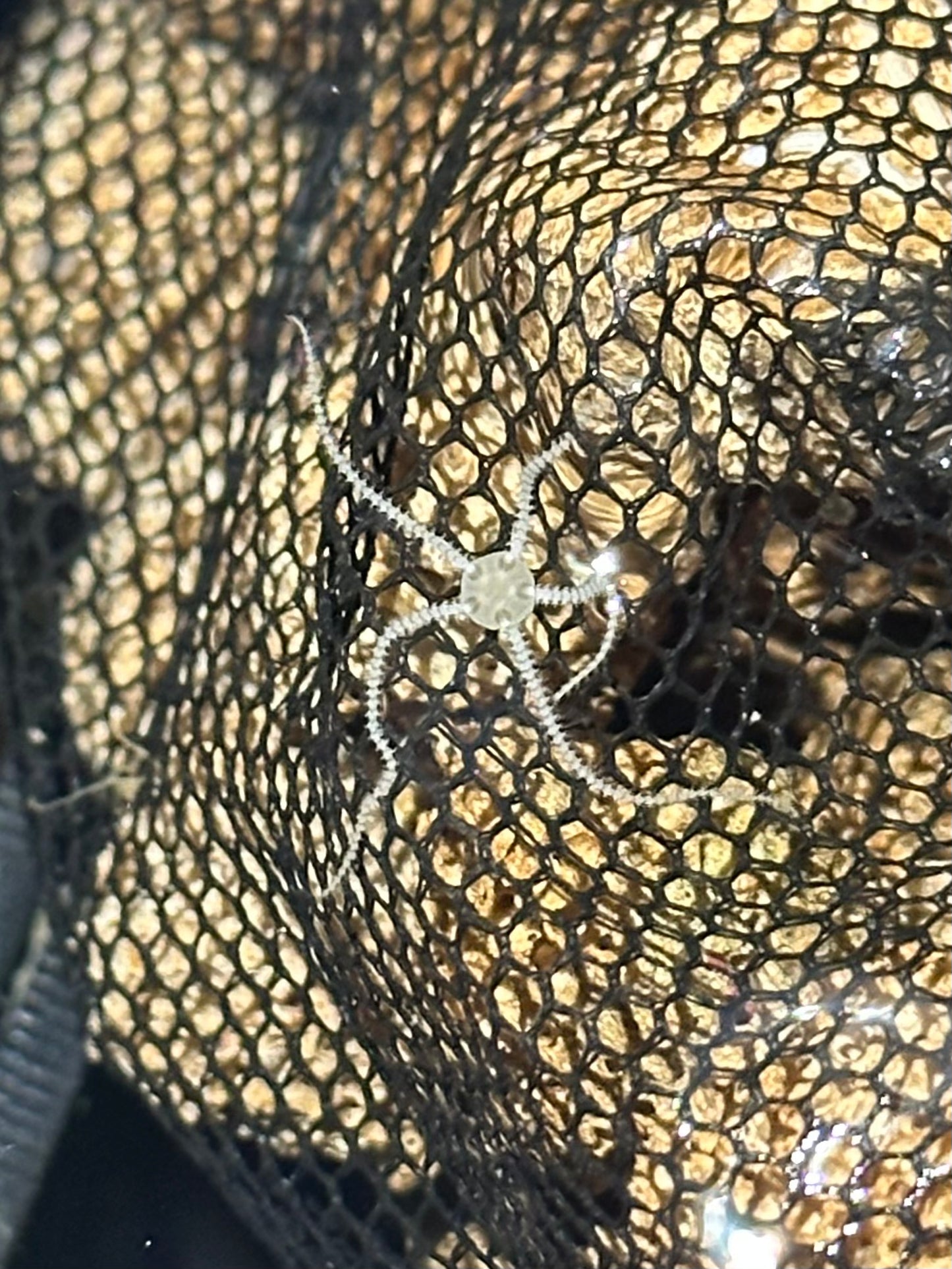 Micro Brittle Starfish (White) - Cleanup Crew Pack of 5