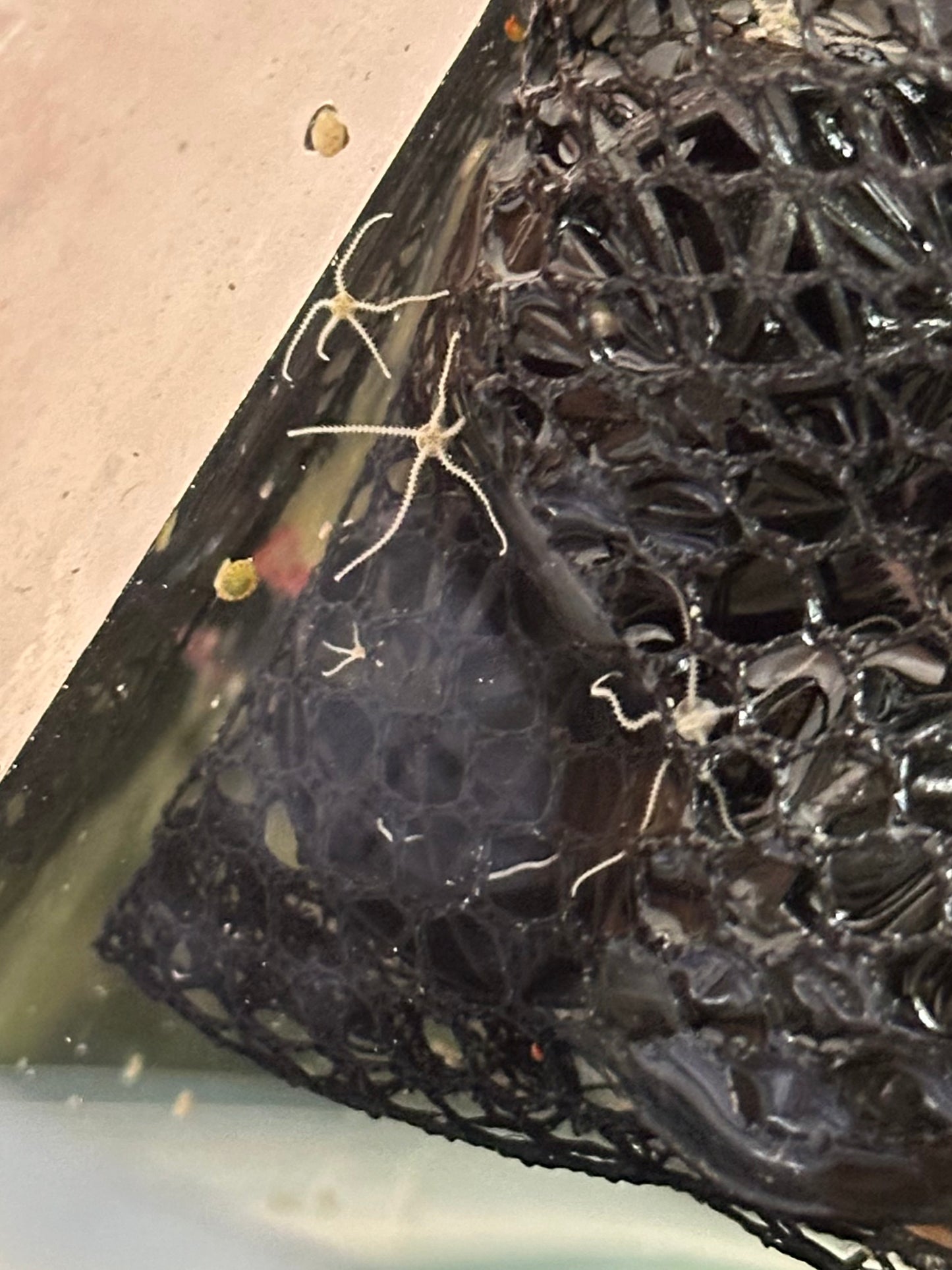 Micro Brittle Starfish (White) - Cleanup Crew Pack of 5