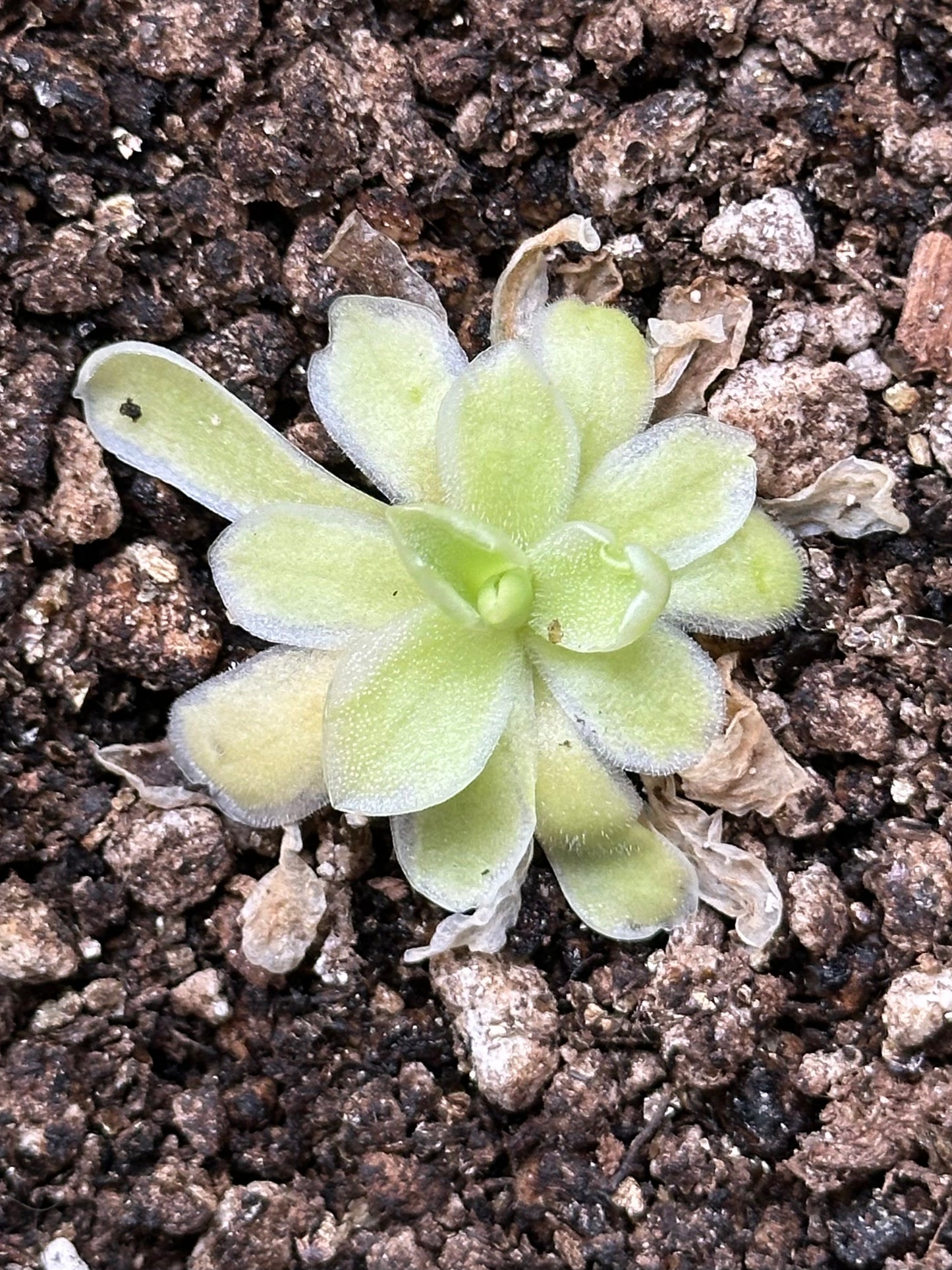 Pinguicula 'Snow Queen'