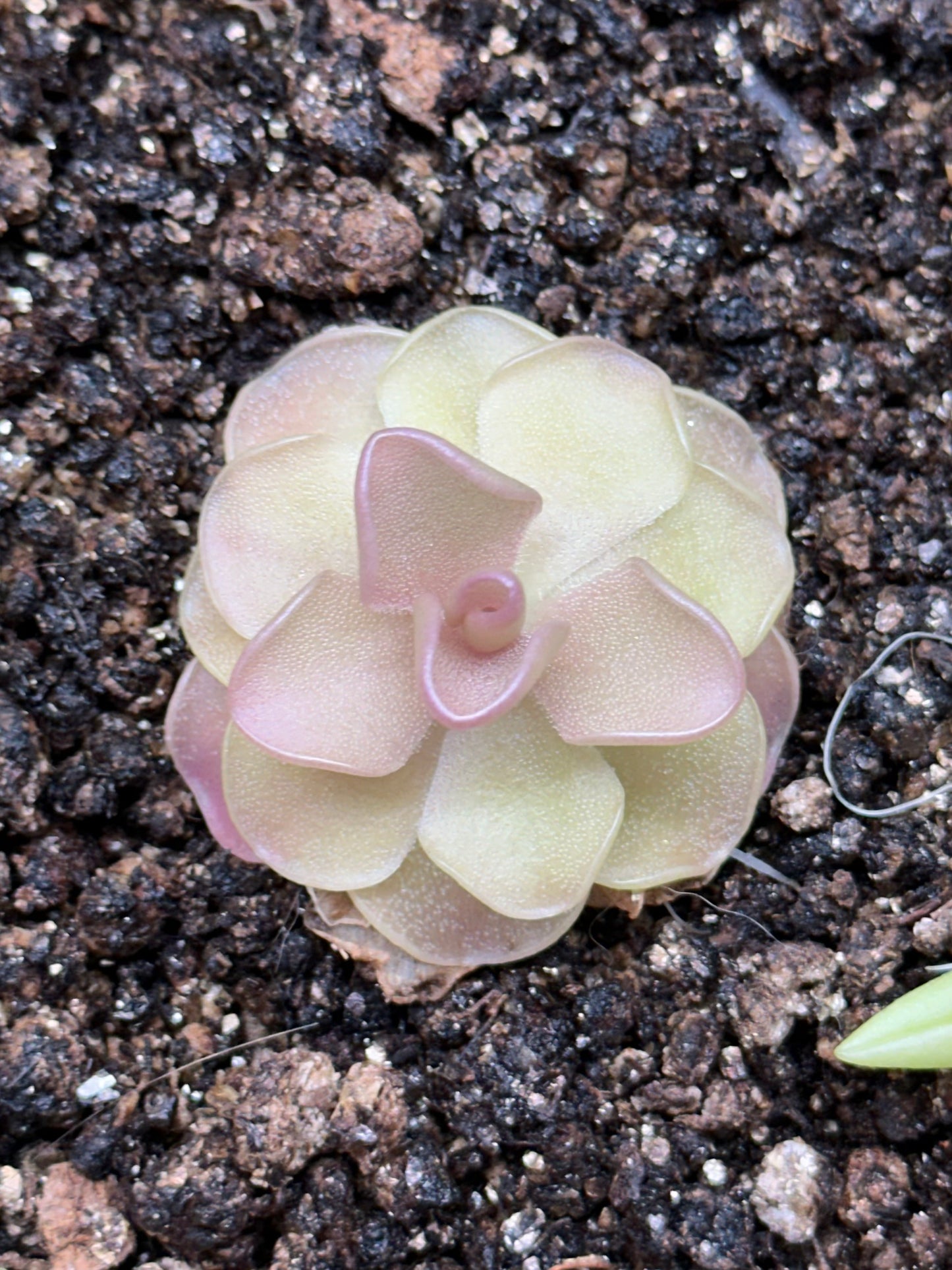 Pinguicula 'Pirouette'