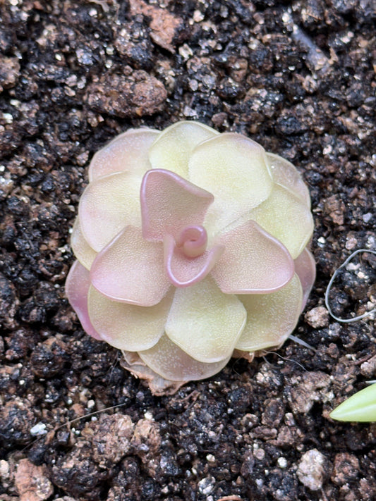 Pinguicula 'Pirouette'