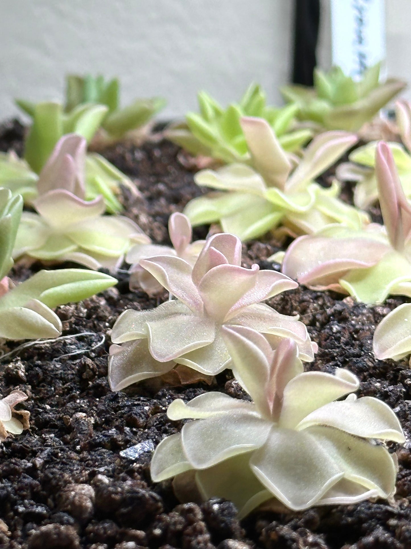 Pinguicula 'Pirouette'