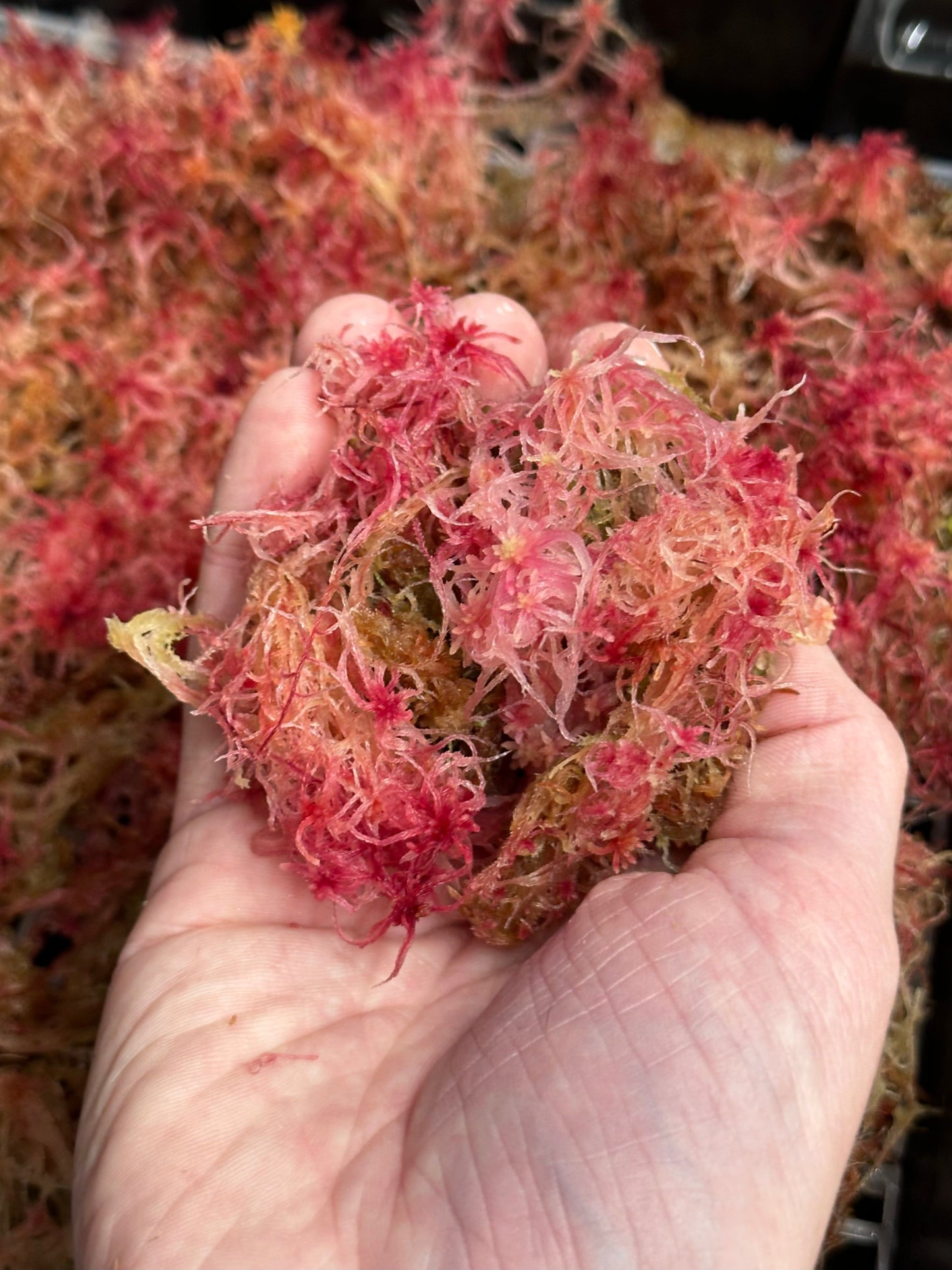 Sphagnum Moss - Red - Live Moss For Carnivorous Plants, Terrariums, Etc