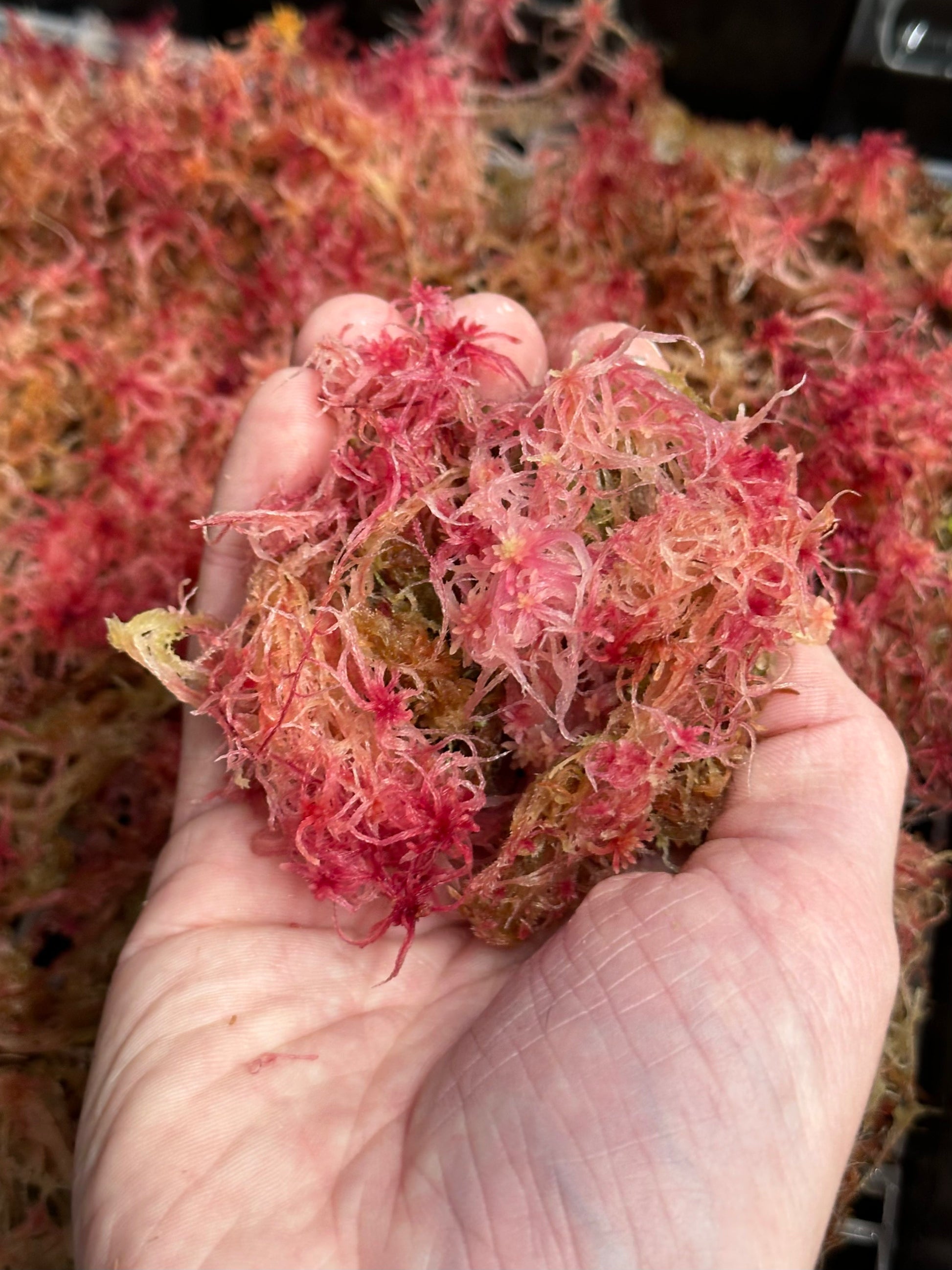 Sphagnum Moss - Red - Live Moss For Carnivorous Plants, Terrariums, Etc